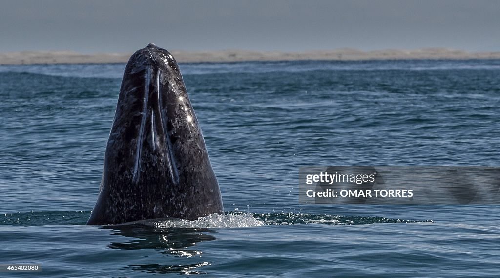 MEXICO-NATURE-WHALES