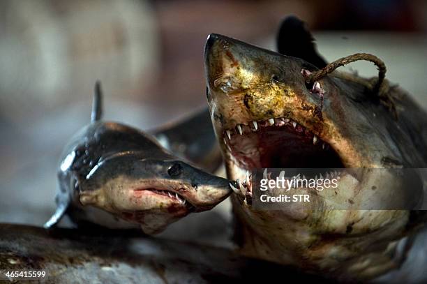 This picture taken on July 26, 2011 shows the slaughtered sharks at a processing factory located in Pu Qi in China's Zhejiang province. A factory...