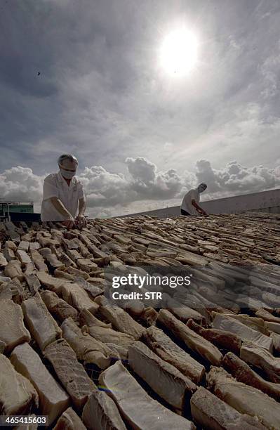This picture taken on July 26, 2011 shows Chinese workers drying the shark fins at a processing factory located in Pu Qi in China's Zhejiang...
