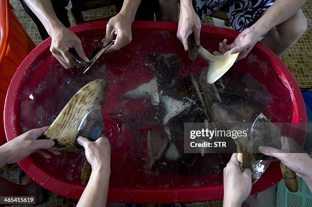 This picture taken on July 26, 2011 shows Chinese workers cleaning the shark fins at a processing factory located in Pu Qi in China's Zhejiang...