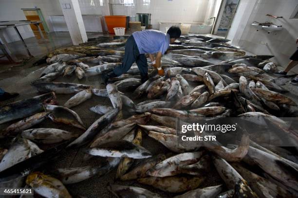 This picture taken on July 26, 2011 shows a Chinese worker sorting out the slaughtered sharks at a processing factory located in Pu Qi in China's...