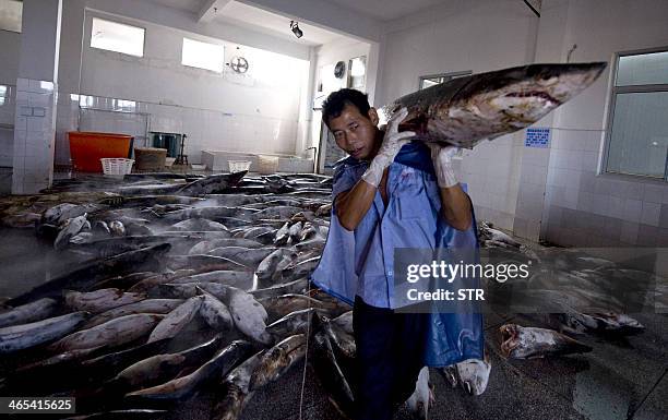 This picture taken on July 26, 2011 shows a Chinese worker carrying a slaughtered shark at a processing factory located in Pu Qi in China's Zhejiang...