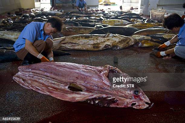 This picture taken on July 26, 2011 shows Chinese workers cleaning the slaughtered sharks at a processing factory located in Pu Qi in China's...