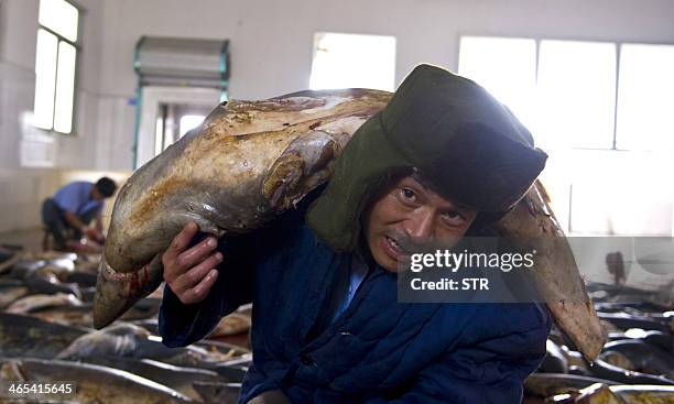 This picture taken on July 26, 2011 shows a Chinese worker carrying a dead shark at a processing factory located in Pu Qi in China's Zhejiang...