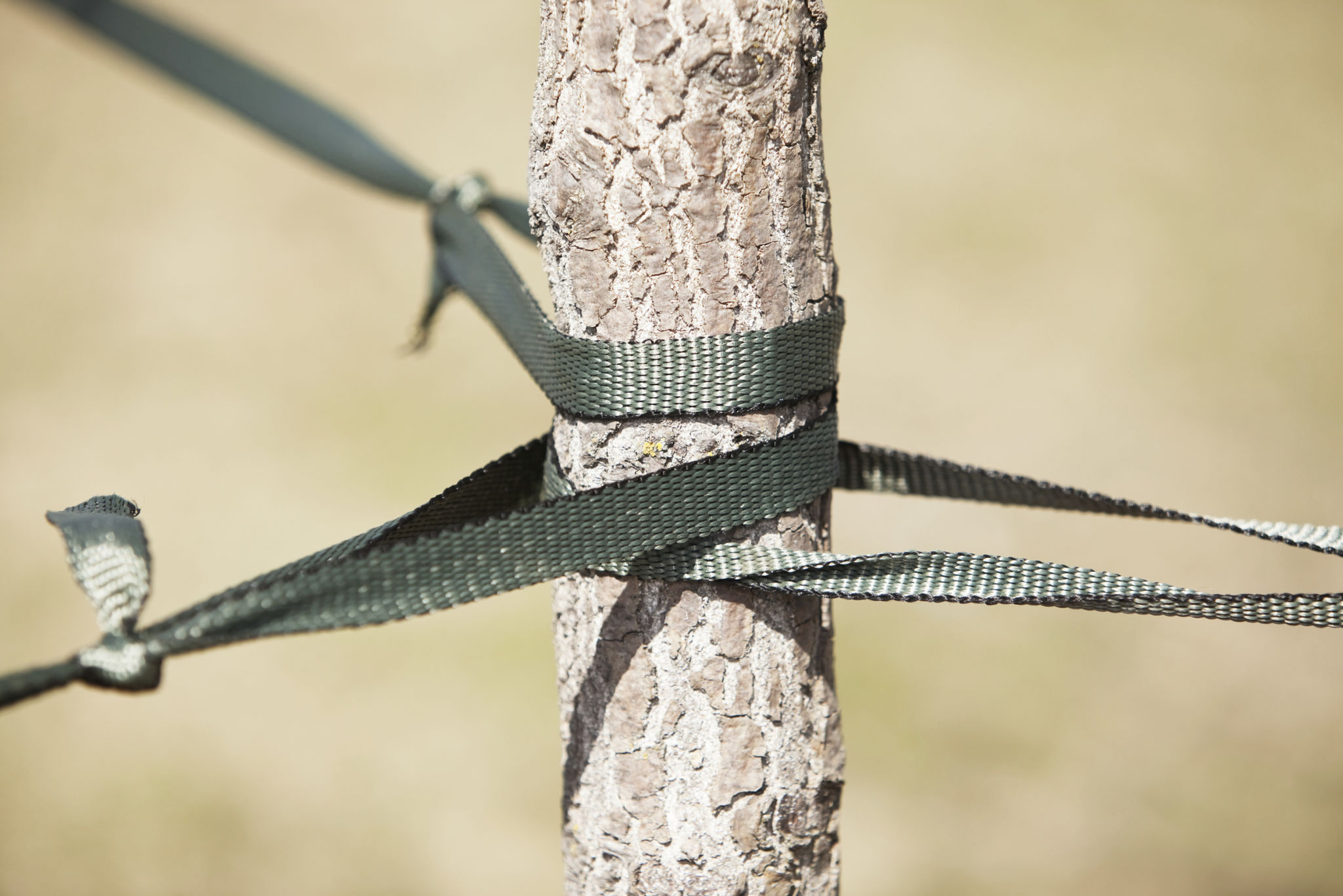 tree protection winter