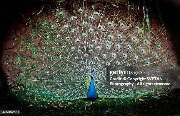 portrait of  peacock - peahen stock pictures, royalty-free photos & images