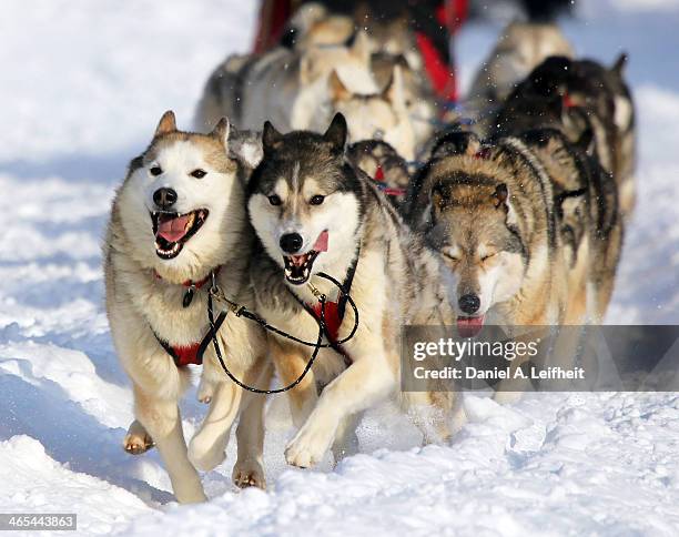 siberian huskies - iditarod stock-fotos und bilder