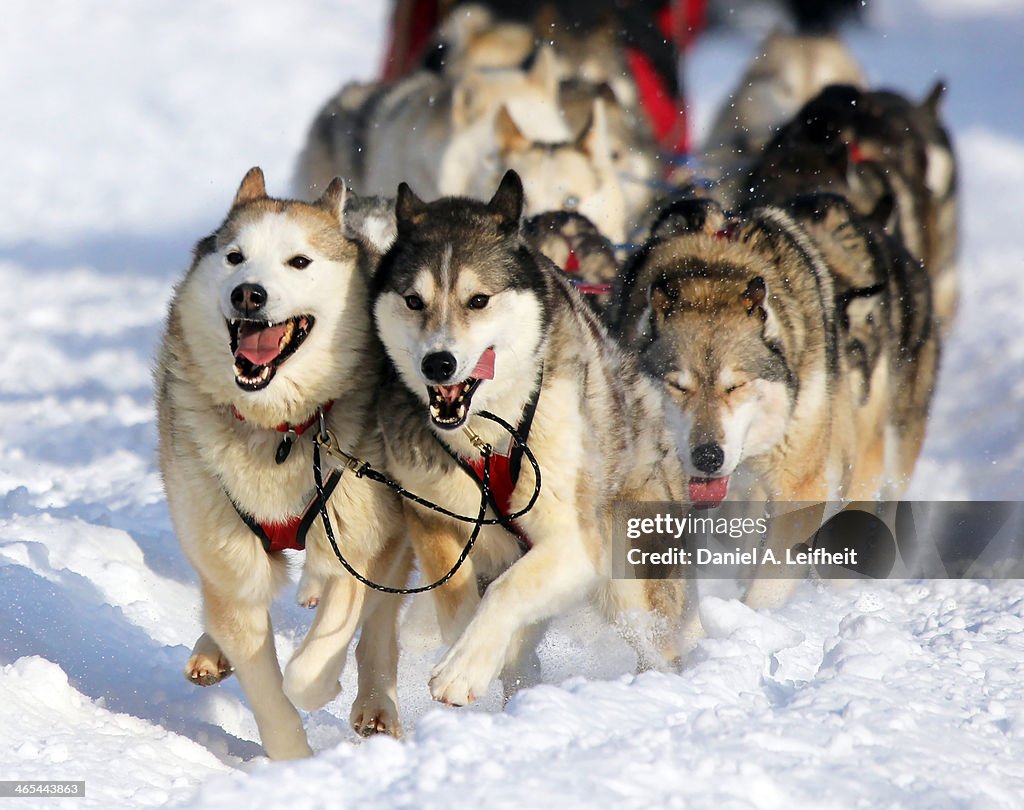 Siberian huskies