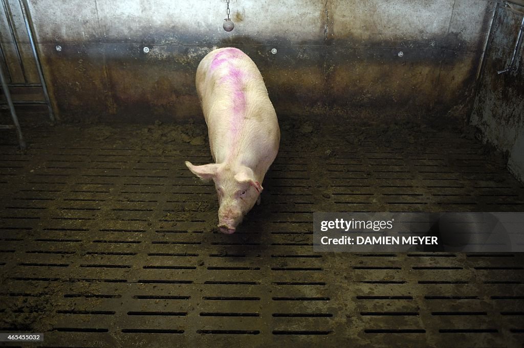 FRANCE-AGRICULTURE-PIGSTY