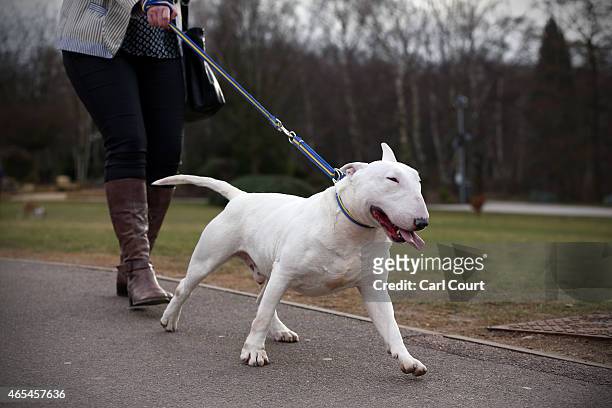An English Bull Terrier pulls on its leash as it is led on the third day of Crufts dog show at the National Exhibition Centre on March 7, 2015 in...