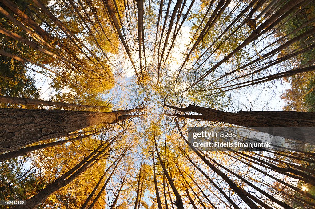 Autumn Tree View At Daytime Taken From Below High-Res Stock Photo ...