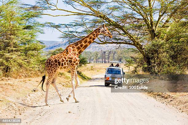 giraffe und touristen safari fahrzeuge mit - see lake nakuru stock-fotos und bilder