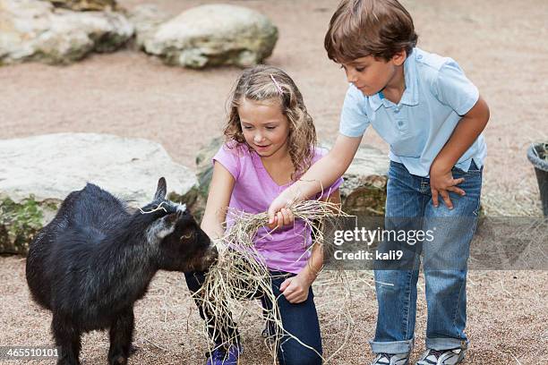 children at petting zoo - petting zoo stock pictures, royalty-free photos & images