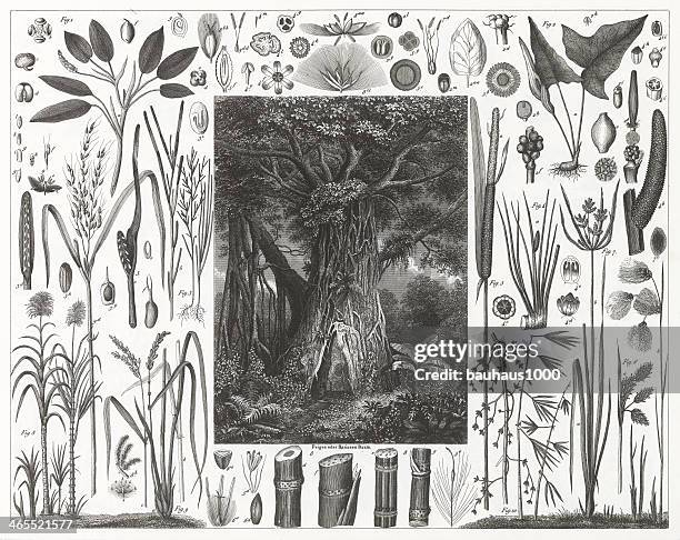 fig trees & aquatic flowering plants - sugar cane stock illustrations