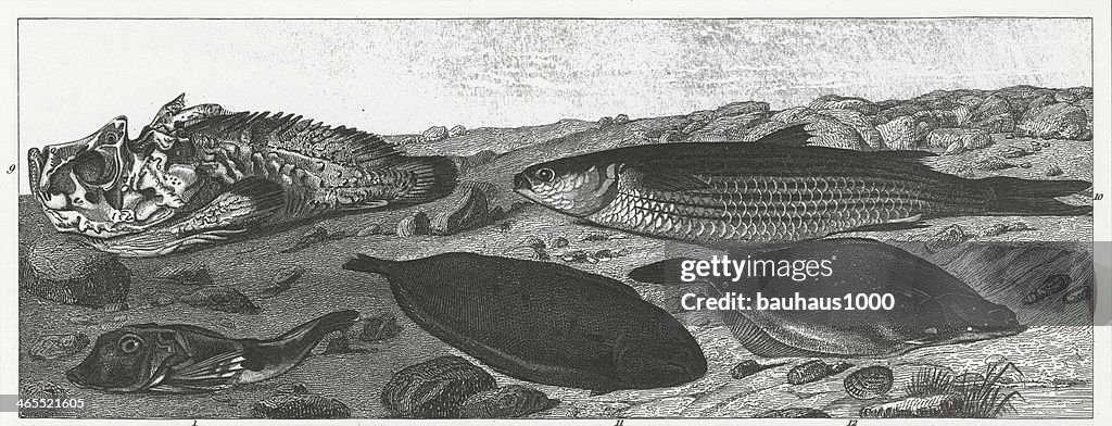 Pogge, Bass & Sole fish Engraving