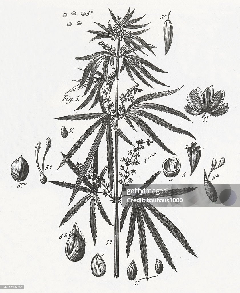 Cannabis Objet gravé