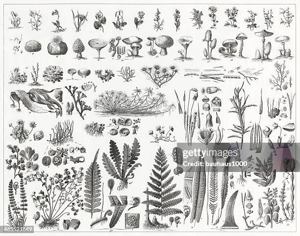 algae, fungi & non-flowering plants - toadstool stock illustrations