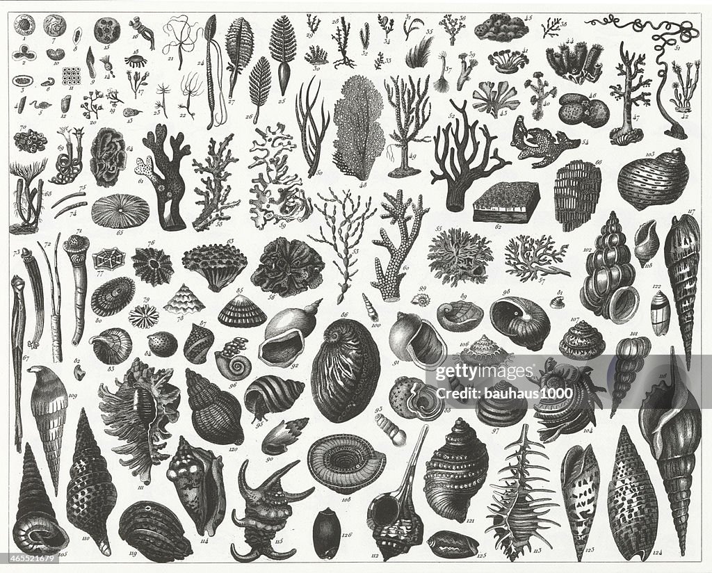 Mar plantas, conchas e Mexilhões gravação