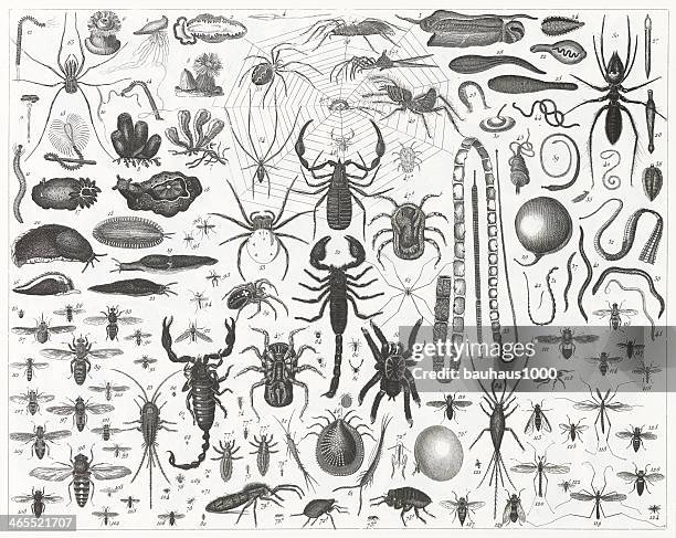 spiders, bienen & scorpions gravur - plattwurm stock-grafiken, -clipart, -cartoons und -symbole