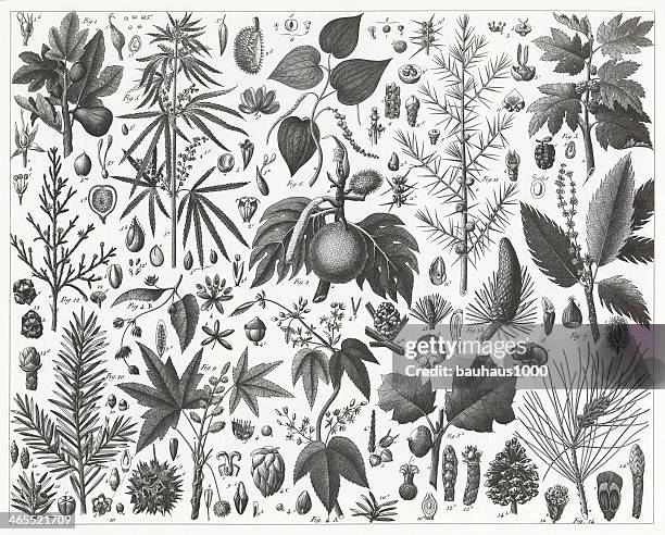 stockillustraties, clipart, cartoons en iconen met conifers, mulberry and beech families engraving - jeneverbes conifeer