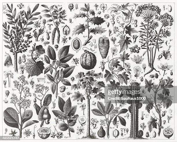 spurge and gourd family engraving - buckthorn stock illustrations