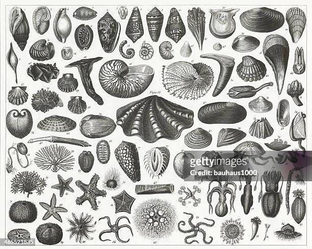 stockillustraties, clipart, cartoons en iconen met shells, starfish & octopus engraving - sea urchin