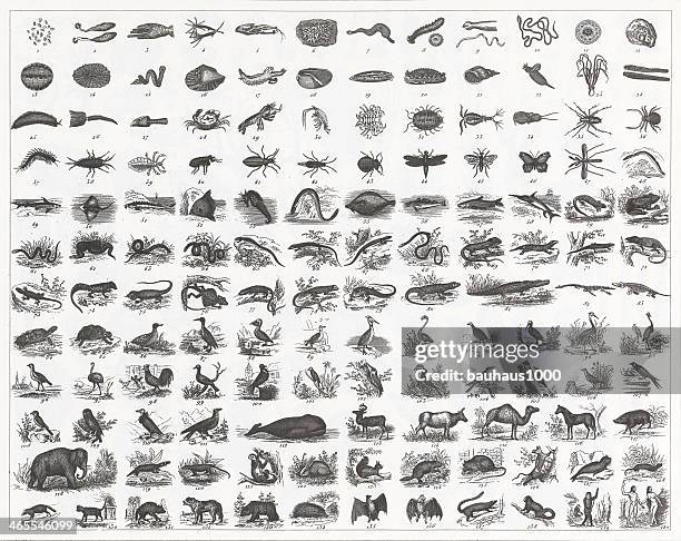 classification of animal species engraving - sponge aquatic animal stock illustrations