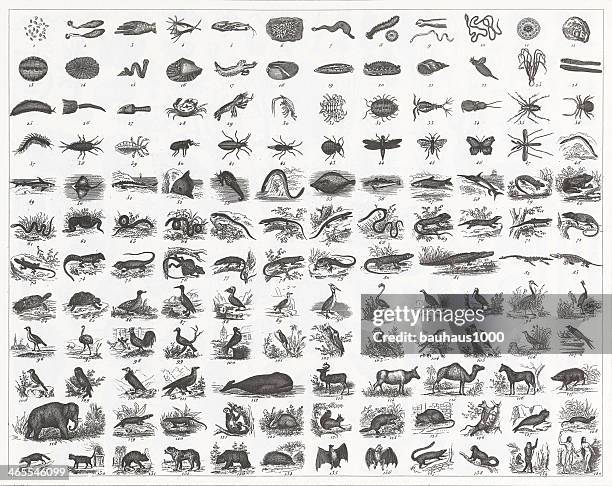 classification of animal species engraving - turtle stock illustrations stock illustrations