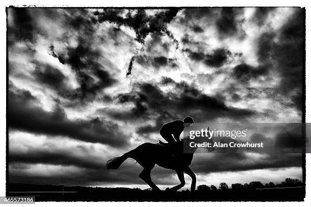 Hurricane Fly on the gallops at Cheltenham racecourse on March 08, 2015 in Cheltenham, England.