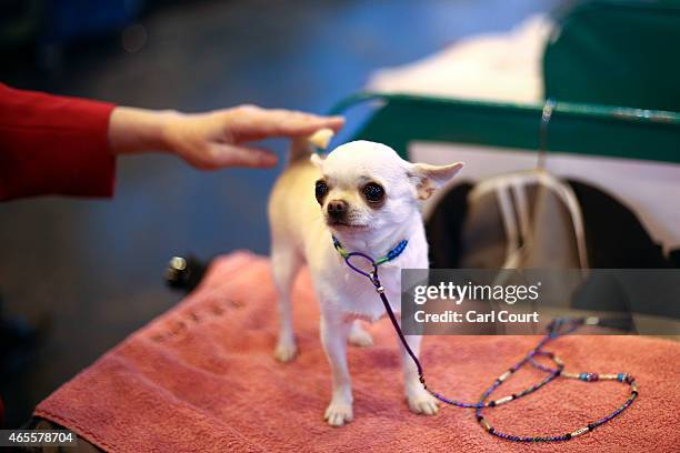 Woman holds the tail of her Chihuahua on the fourth and final day of Crufts dog show at the National Exhibition Centre on March 8, 2015 in...