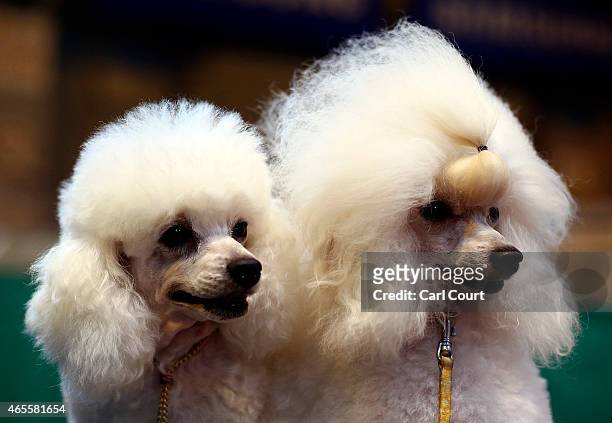 Toy Poodles are seen on the fourth and final day of Crufts dog show at the National Exhibition Centre on March 8, 2015 in Birmingham, England. First...