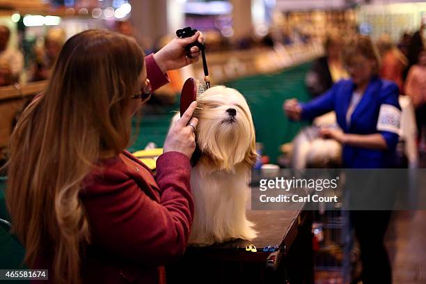 Lhasa Apso is groomed on the fourth and final day of Crufts dog show at the National Exhibition Centre on March 8, 2015 in Birmingham, England. First...