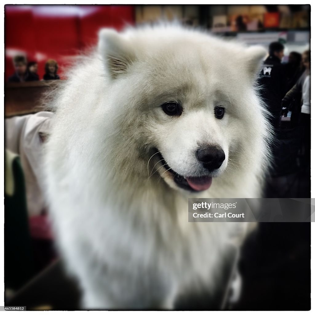 Alternative View - Crufts 2015