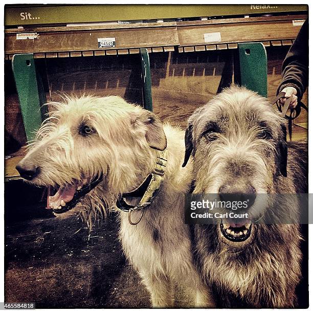 Irish Wolfhounds are pictured on the third day of Crufts dog show at the National Exhibition Centre on March 7, 2015 in Birmingham, England. First...
