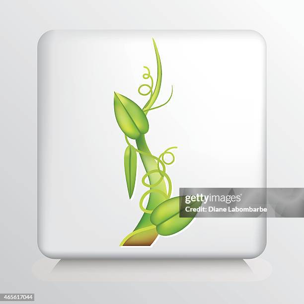 square icon with green beanstalk and leaves - beanstalk icon stock illustrations