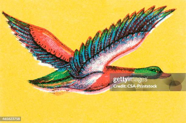 mallard duck - bird migration stock illustrations