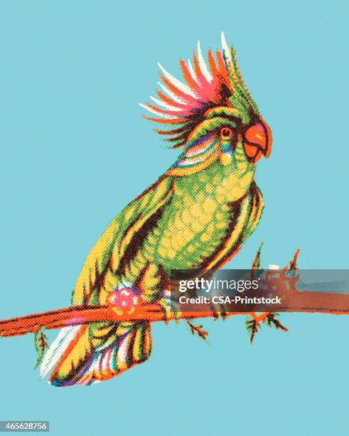 ilustrações, clipart, desenhos animados e ícones de pássaro - periquito australiano