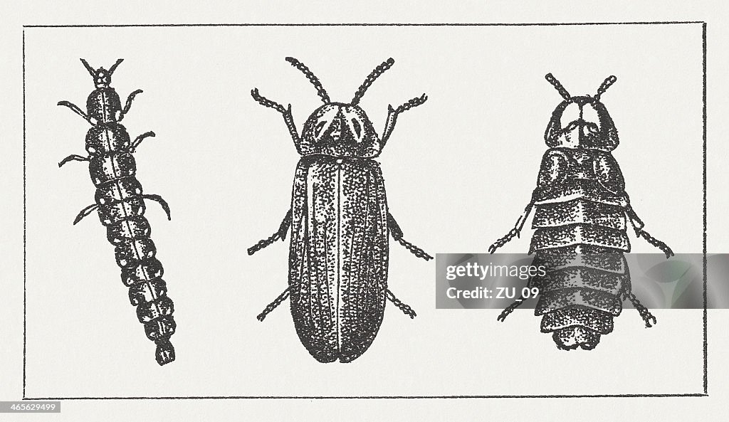 Glowworm (Lampyris noctiluca, grub, male, female, wood engraving, published 1865