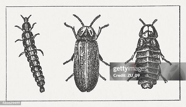 glowworm (lampyris noctiluca, grub, male, female, wood engraving, published 1865 - lampyris noctiluca stock illustrations