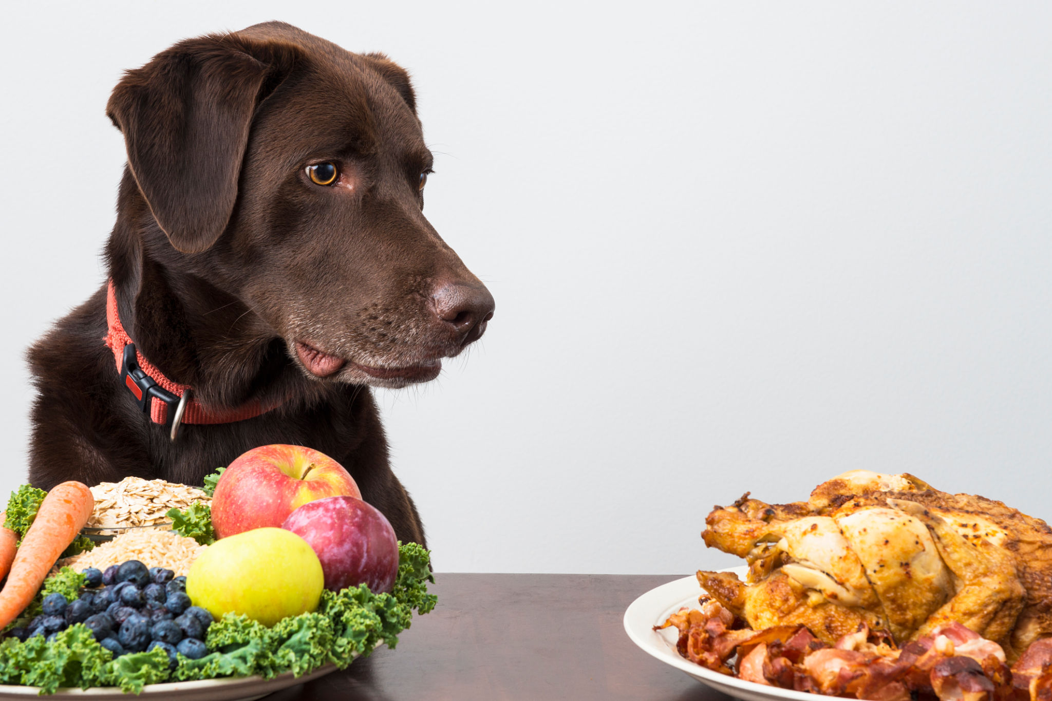 dog decision making