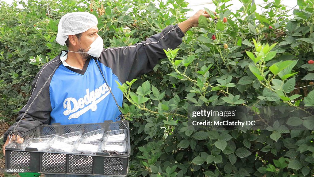 Mexico becomes a berry powerhouse