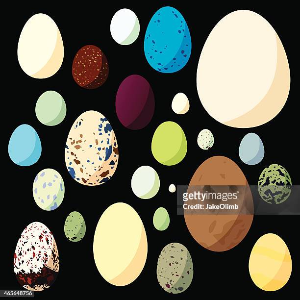 bird eggs - animal egg 幅插畫檔、美工圖案、卡通及圖標