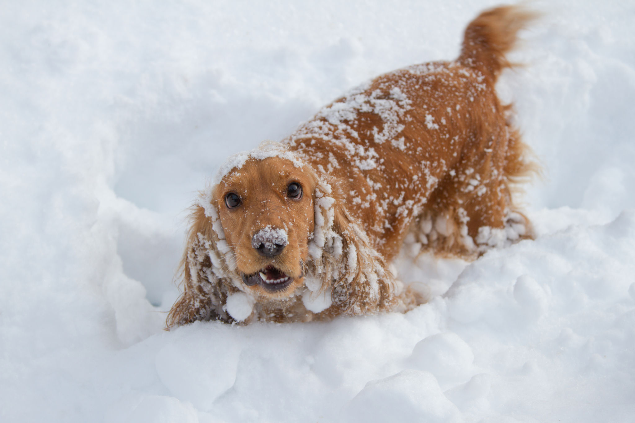 dog outdoors snow