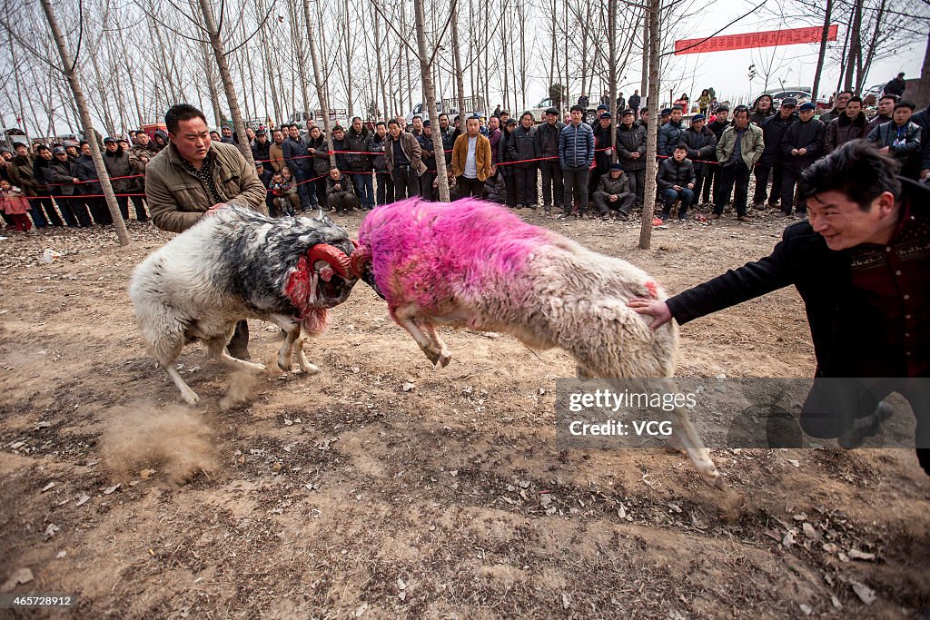 Ram Fighting Competition In Anyang