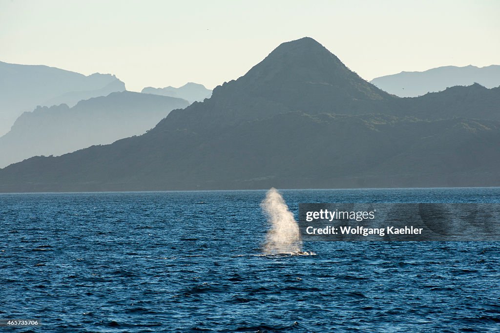 The blow of a Blue whale (Balaenoptera musculus) with the...
