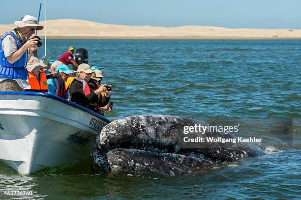 Tourists watching gray whales from a boat in Magdalena Bay near San Carlos in Baja California, Mexico.