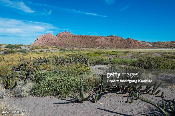 Salt tolerant plants including galloping cactus growing on the edge of the salt pan on San Francisco Island in the Sea of Cortez in Baja California,...