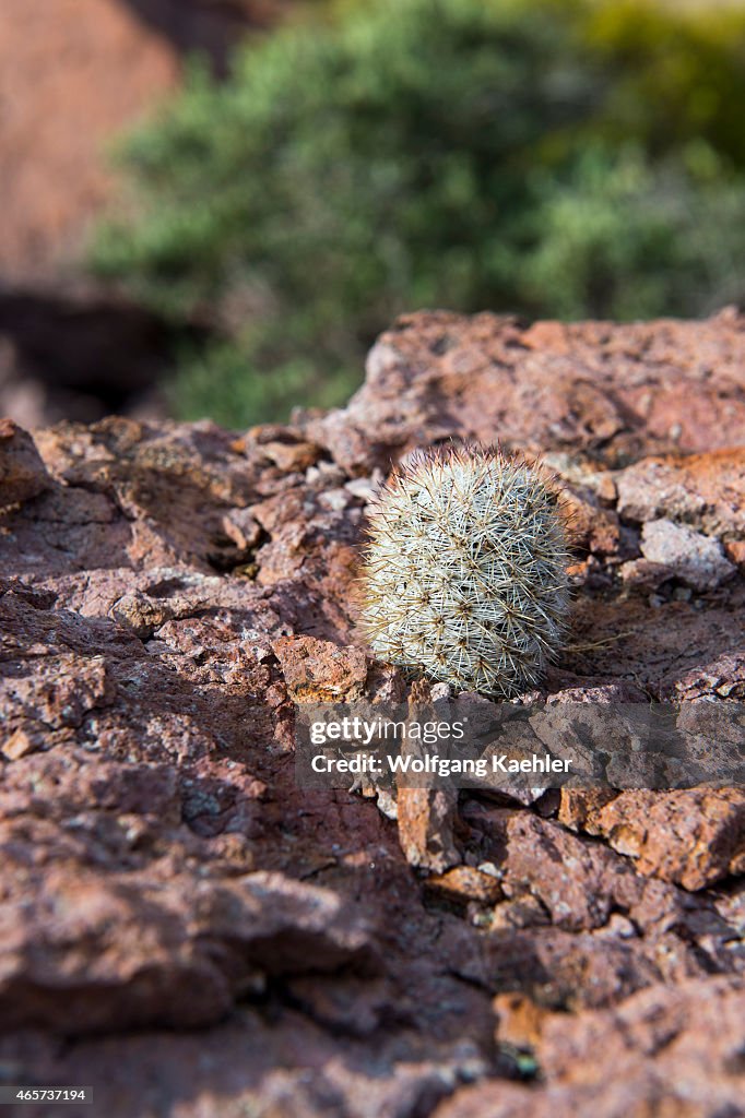 Mammillaria cactus growing in rocky terrain on San Francisco...