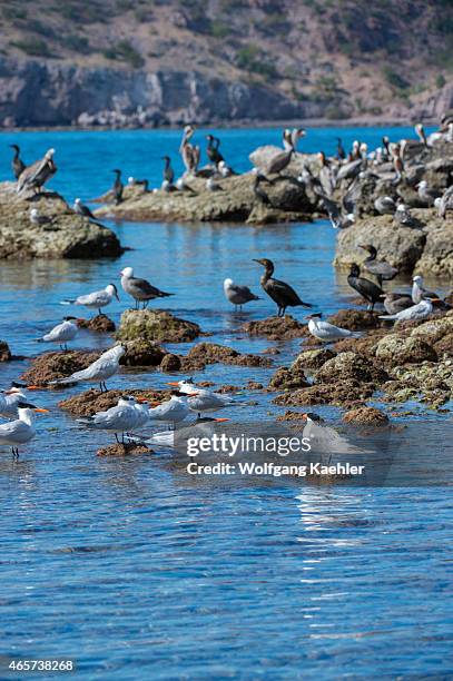 View of a small bird island with Royal terns , Heermann's gull , cormorants and Brown pelicans in the bay of Aqua Verde, a small fishing village near...