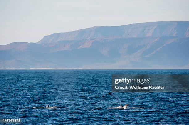 Humpback whale slapping the pectoral fin on the water in the Bahia de La Paz, Sea of Cortez in Baja California, Mexico.